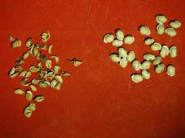 白扁豆 - 第1张  | 中药养生知识-中草药的功效与作用