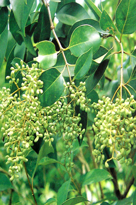 <em>女贞子_中药</em>标本_中医药_医药网