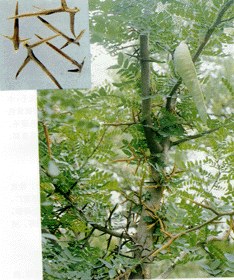 本品为豆科植物皂荚gleditsia sinensis lam.的棘刺.